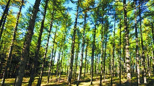 植树节特别关注:66年,黄沙地见证“橄榄绿”
