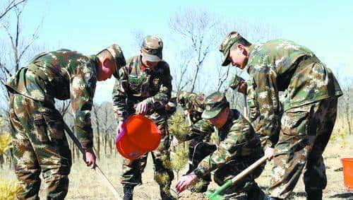 植树节特别关注:66年,黄沙地见证“橄榄绿”