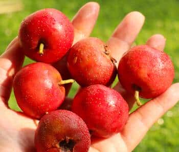 推荐一些富含维生素C的水果