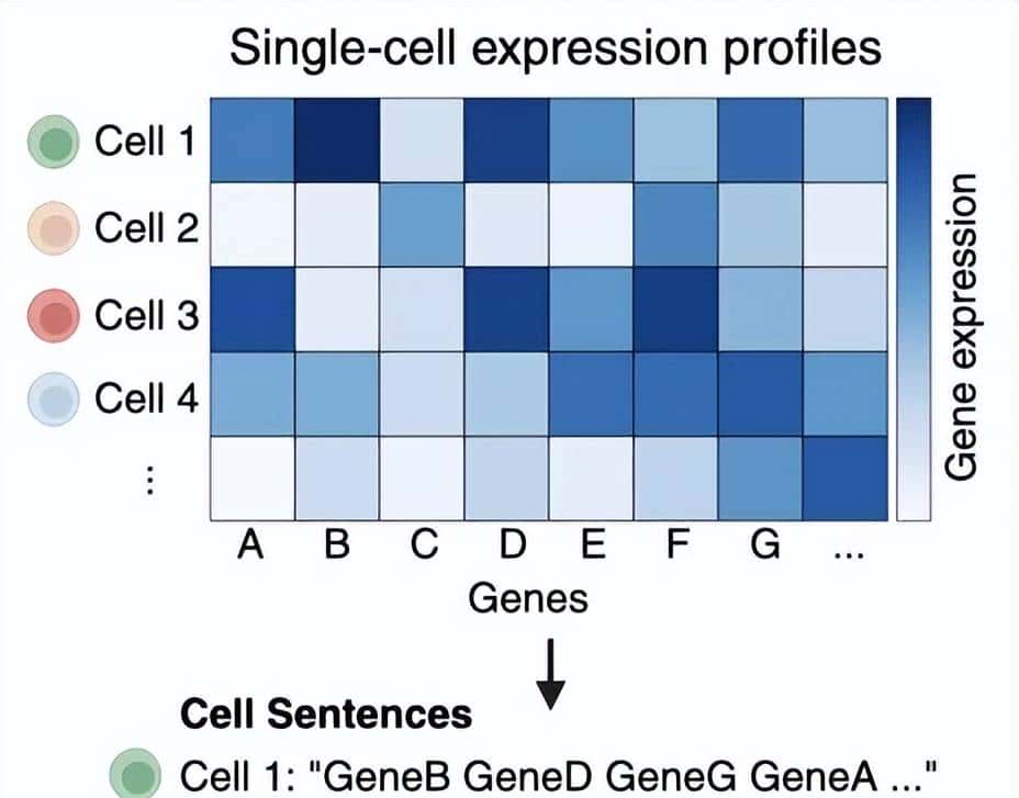 谷歌放大招！270亿参数生物大模型，AI揭示癌症疗法，震撼科学界