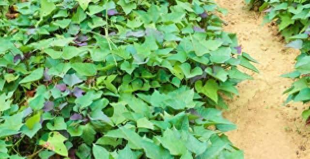 老祖宗传下的“红薯采收口诀”，只有三句话，但句句是精华！