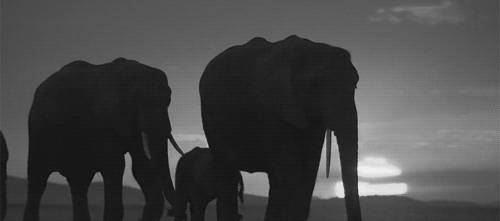 拯救大象，中国在行动