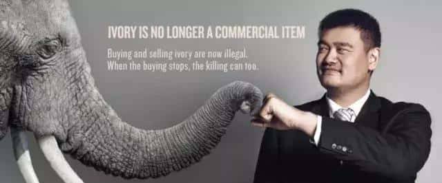拯救大象，中国在行动