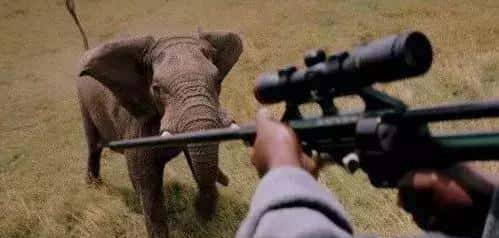 拯救大象，中国在行动