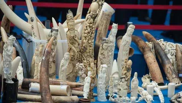 拯救大象，中国在行动