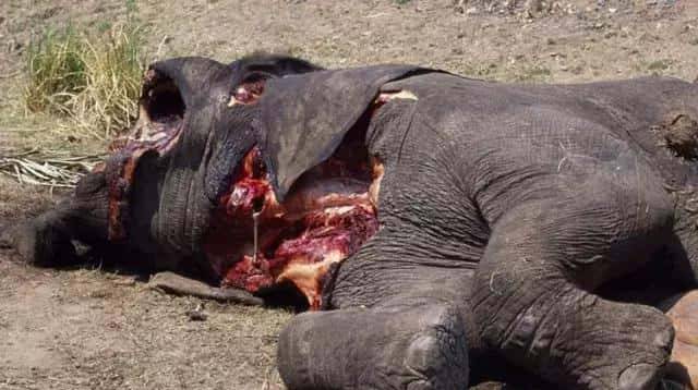 拯救大象，中国在行动