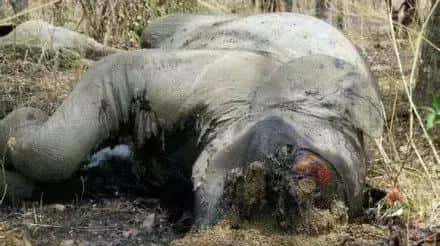 拯救大象，中国在行动