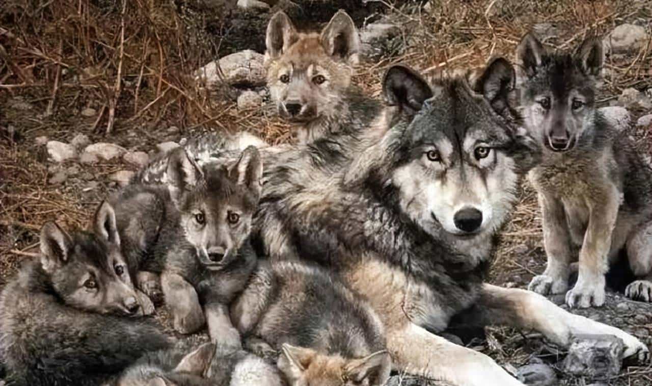 开拓北大荒时，军垦遭到失去家园的狼群聚焦报复，其场面摄人心魂