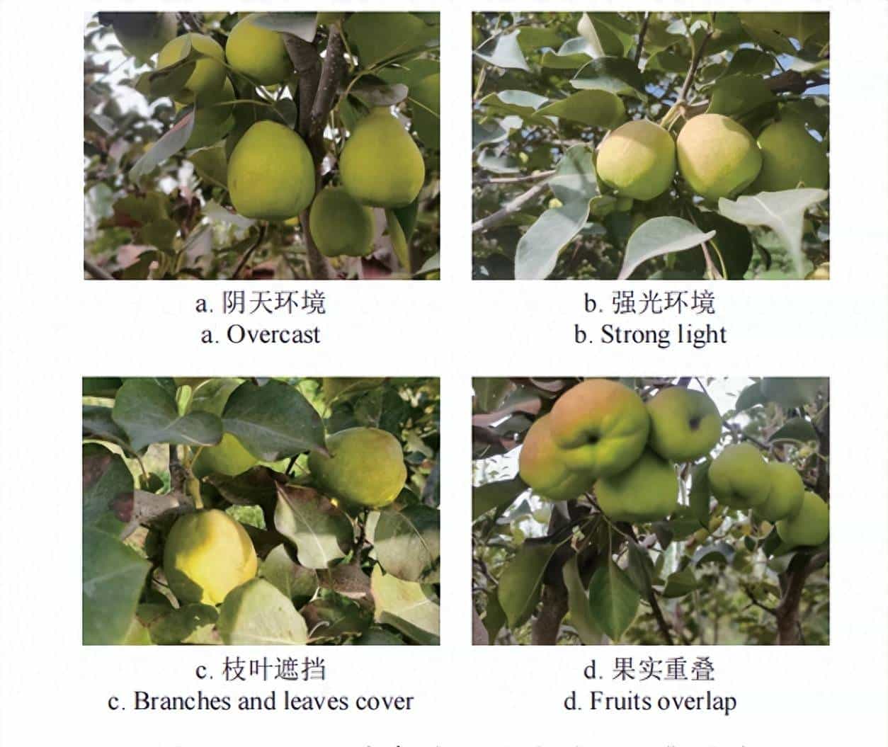 石河子大学杨旭海等：基于改善YOLOv8n的香梨目标检测方法