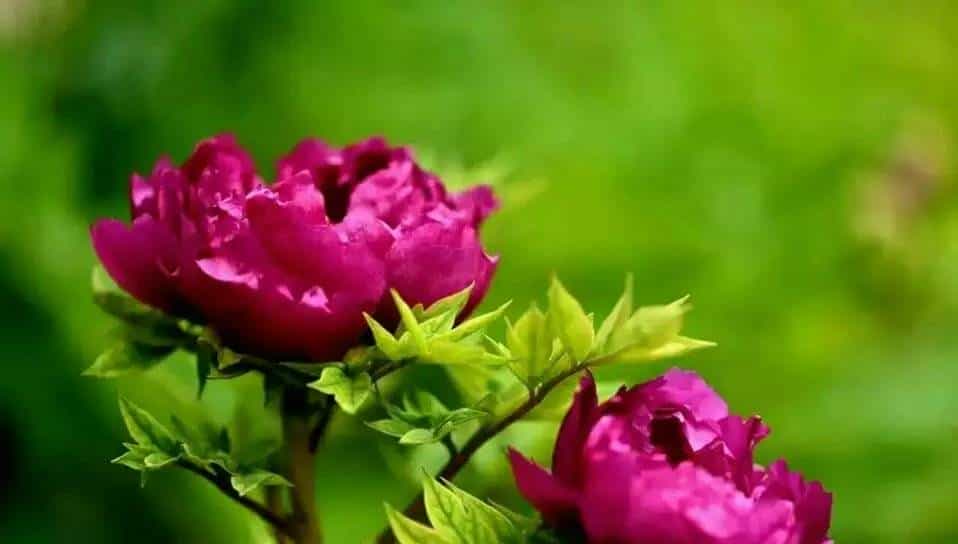 英语中实词和虚词分别包括哪些