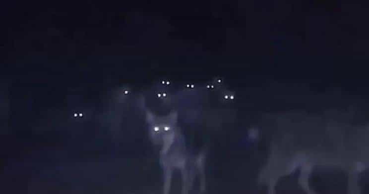 开拓北大荒时，军垦遭到失去家园的狼群聚焦报复，其场面摄人心魂